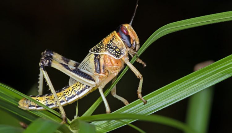 Using Locusts' Sense Of Smell To Create Biorobotic Sensing Systems For 